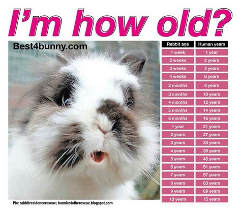 What is the age limit for a rabbit?