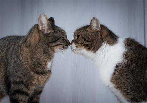 What is the alpha cat behavior?