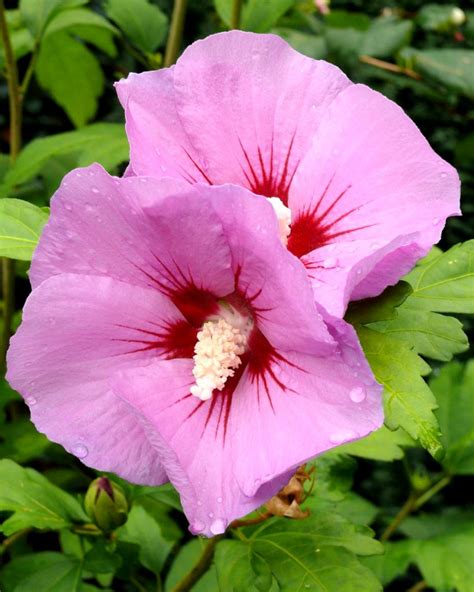 What is the althea flower?