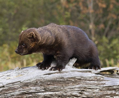 What is the animal of Ontario?