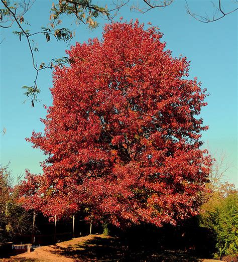 What is the appearance of red oak?