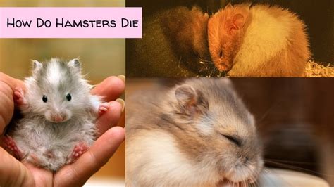 What is the average age a hamster dies?