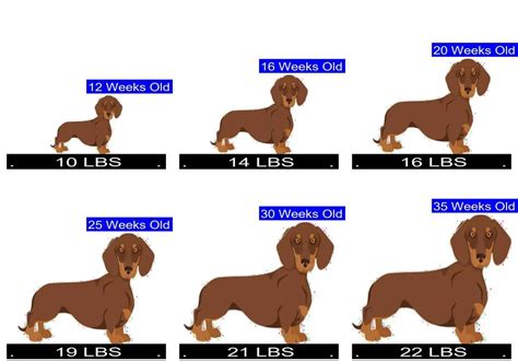 What is the average age for a Dachshund to get IVDD?