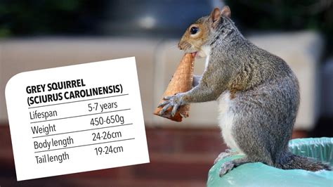 What is the average lifespan of a squirrel in Ontario?