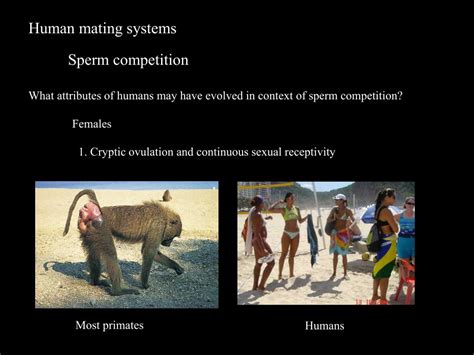 What is the average mating time for humans?