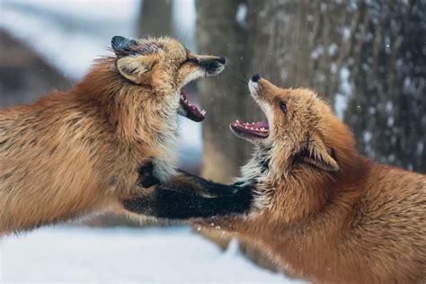 What is the behavior of a fox?