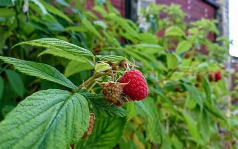 What is the berry that looks like a raspberry?