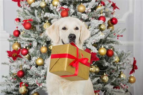 What is the best Christmas gift for a dog?