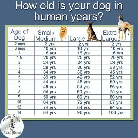 What is the best age between dogs?