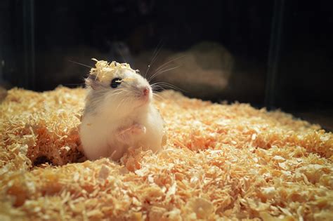 What is the best age to buy a hamster?