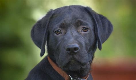 What is the best age to buy a lab puppy?