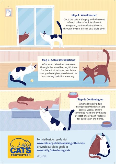 What is the best age to introduce a second cat?