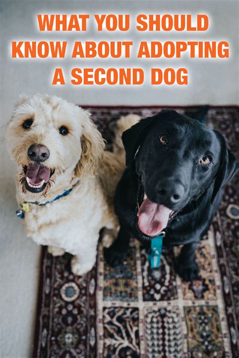 What is the best age to introduce a second dog?