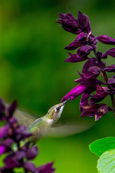 What is the best annual flower for hummingbirds?