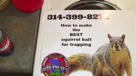 What is the best bait for squirrels?