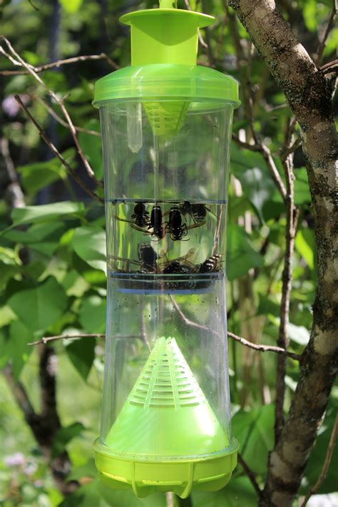 What is the best bait for wasp and hornet traps?