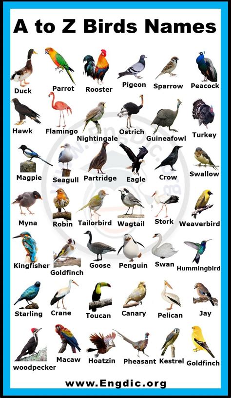 What is the best bird name?