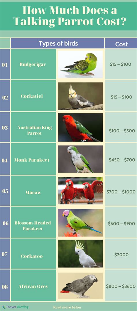 What is the best cheap parrot?