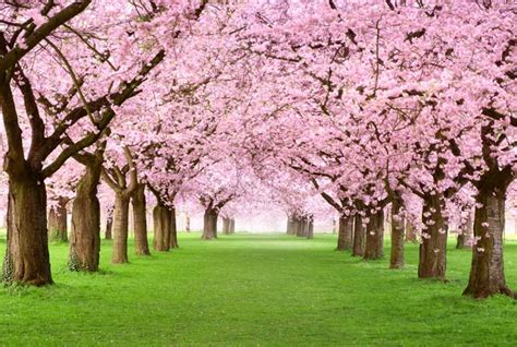 What is the best climate for cherry trees?