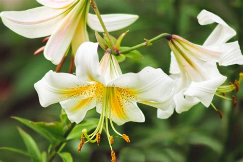 What is the best color of lilies?
