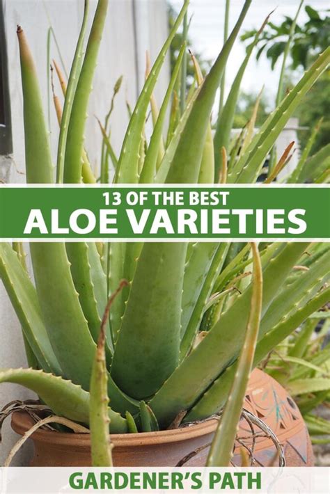 What is the best combination of aloe vera?