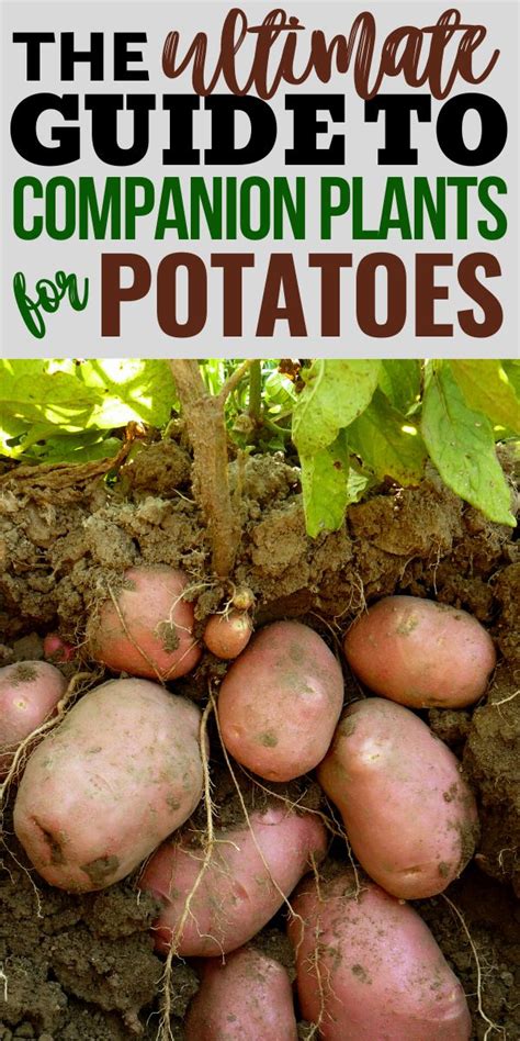 What is the best companion plant for potatoes?