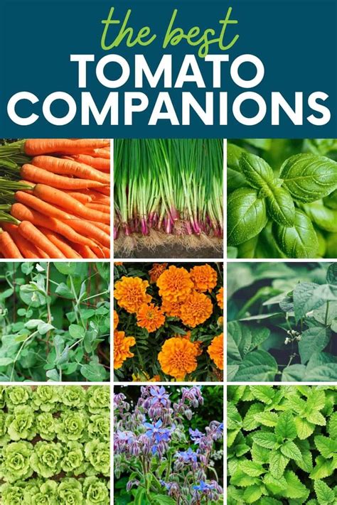 What is the best companion plant for tomatoes?