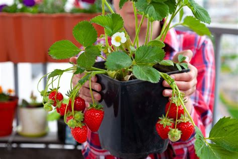 What is the best compost for strawberries?