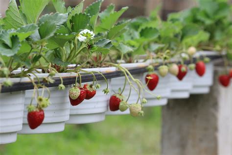 What is the best container for strawberries?