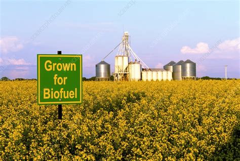 What is the best crop for biofuel?