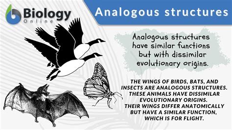 What is the best definition of analogous?