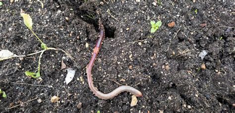 What is the best earthworm killer?