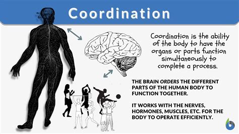 What is the best example of coordination?