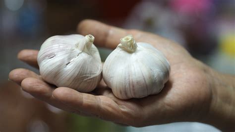 What is the best fertilizer for garlic?