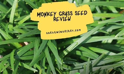 What is the best fertilizer for monkey grass?