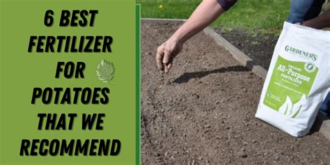 What is the best fertilizer for potatoes?