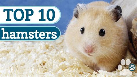 What is the best first hamster?