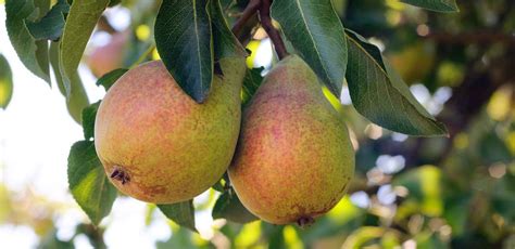 What is the best fruit in France?