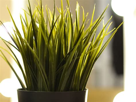 What is the best grass plant for indoors?