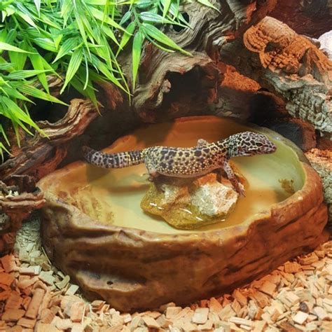 What is the best habitat for a leopard gecko?