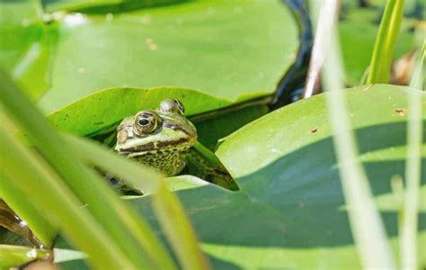 What is the best habitat for a pet frog?