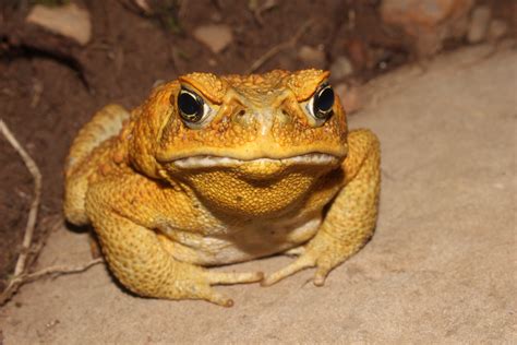 What is the best habitat for toads?
