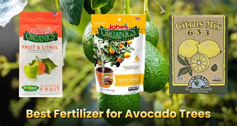 What is the best homemade fertilizer for avocado trees?