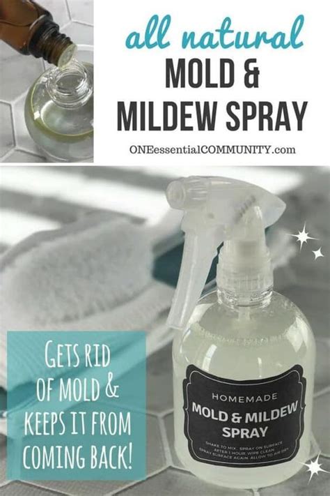 What is the best homemade mold killer?