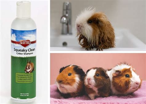 What is the best lice shampoo for guinea pigs?