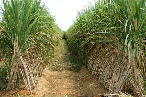 What is the best light level for sugarcane?