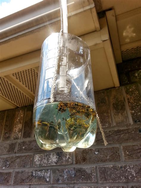 What is the best lure for a wasp trap?