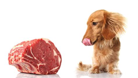 What is the best meat for dogs?