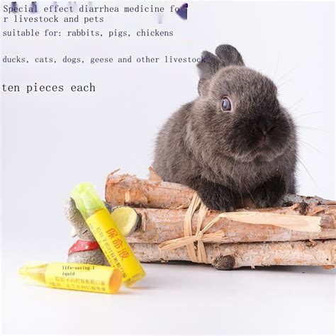 What is the best medicine for rabbit diarrhea?