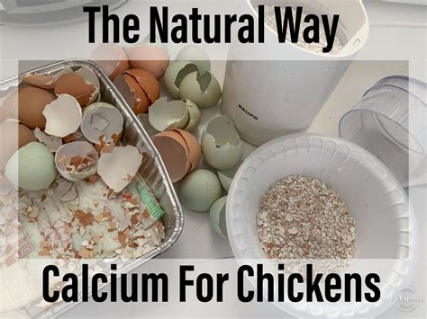 What is the best natural calcium for chickens?